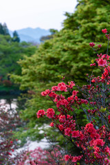 山奥で真っ赤に咲いているツツジ
