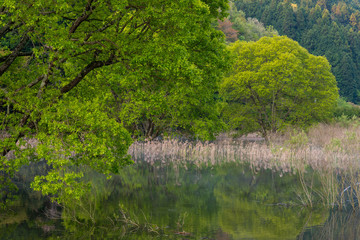 湖の周囲の樹木と映り込み