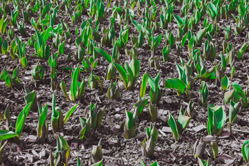 Sprouts in the garden. The first spring flowers. The concept of spring.