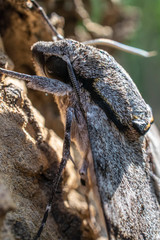 Closeup of a moth butterfly