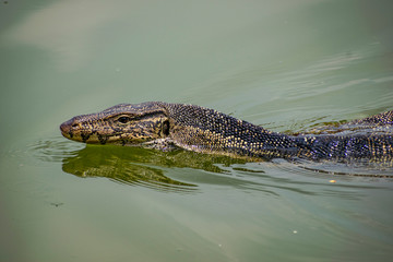 monitor lizard in the water