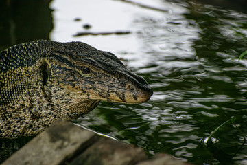 Obraz premium monitor lizard in the water