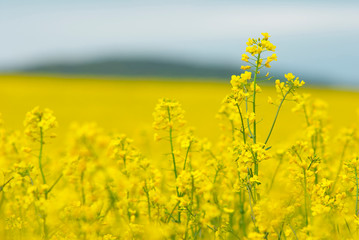Obraz premium Oilseed rape