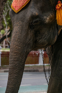 elephant in thailand