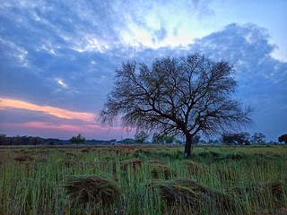 Obraz na płótnie Canvas tree in field