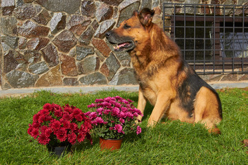 dog guarding flowers,a trained German shepherd sits near flower pots and guards