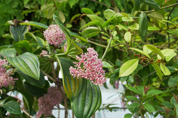 Rose Grape plant. Panicles of magnificent bright pink flowers of 'Medinilla Magnifica', also known as the Philippine orchid plant. Exotic tropical plant in gardens by the bay Singapore