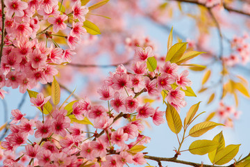 Obraz premium Beautiful Cherry blossom flower