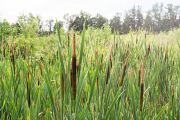 Cattails or reeds grow in swampy places.