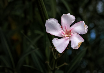 Obraz premium Beautiful white flower isolated view.