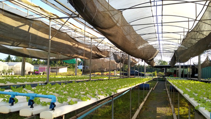 Naklejka premium Hydroponics system, planting vegetables and herbs without using soil for health