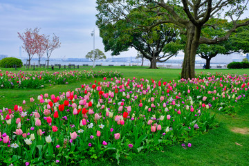 tulip garden in yokohama