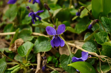 Close up of blooming violet flowers of Viola reichenbachiana, the early dog-violet or pale wood violet. Poland, Europe
