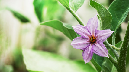 Purple eggplant flower. Eggplant grows in the garden in a greenhouse. Copy space