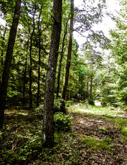Wild forest landscape.