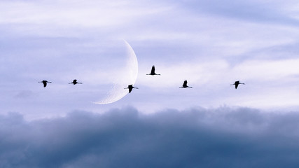 Fly me to the moon... Kraniche vor der Mondsichel