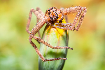 Huntsman Spider also known as Sparassidae