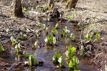 宮城県加美町、荒沢の水芭蕉