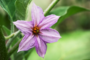 Purple eggplant flower. Eggplant grows in the garden in a greenhouse. Copy space