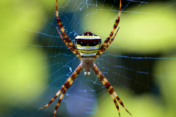 multi coloured argiope spider on the web macro shot