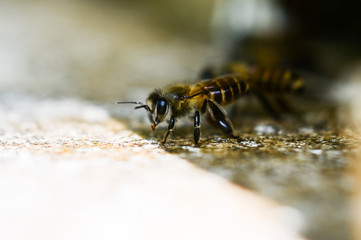 apis mellifera honey bee in the shade