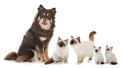 Finnish Lapphund and birman cats