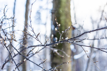 snow-covered buds on twigs close-up in forest