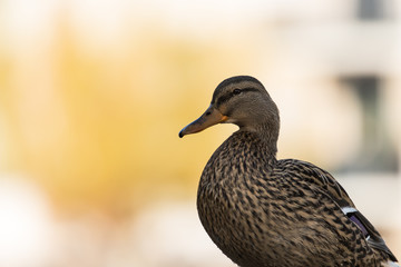 Stockente  (Anas platyrhynchos) Weibchen Portrait 