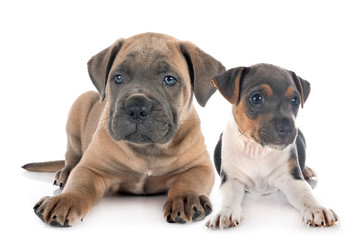 puppy cane corso and brazilian terrier
