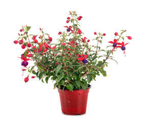 Fuchsia in studio
