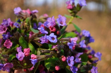 The bouquet of Pulmonaria or lungwort multicolor blue, magenta, red and purple blooming flowers
