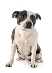 staffordshire bull terrier