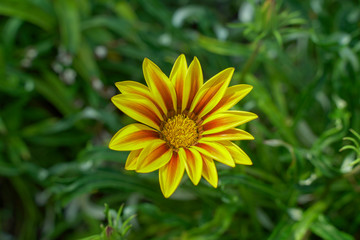 Beautiful yellow gazania flower blooms