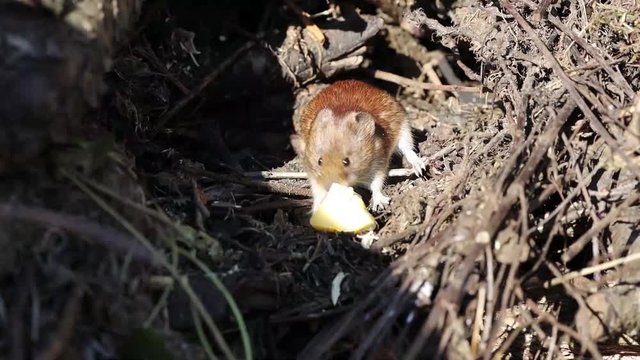 Eine Maus frisst an einem St&uuml;ck K&auml;se auf einem Komposthaufen