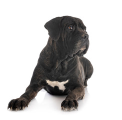adult cane corso