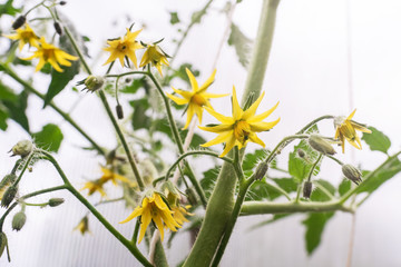 Yellow flowers of a blooming tomato in a greenhouse.