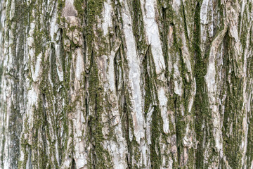 The gray bark of an old tree with green inclusions of moss. For designers or backgrounds.