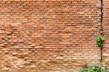 Old brick wall with a crack and climbing plant of green color.