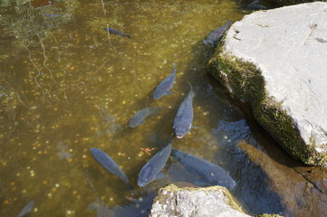 It is a picture of carp in Hakone, Japan.