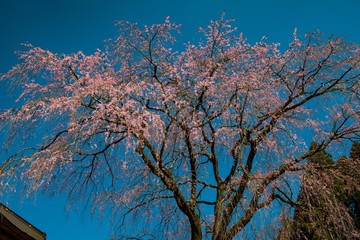 宮城の里しだれ桜