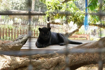 Foto op Plexiglas Grote zwarte panter &quot Panthera onca&quot  relaxt achter kooi in dierentuin © SweetLemons