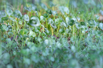 Close up of dew grass for background