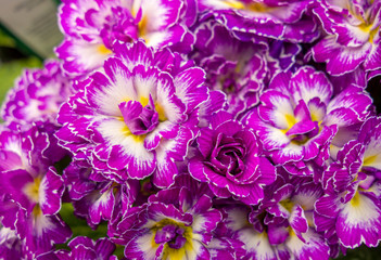 colorful primula flowers