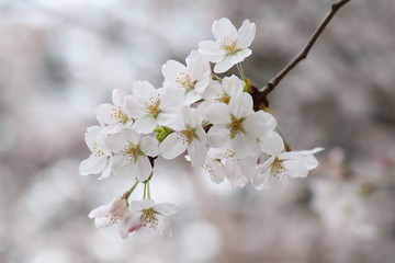 ソメイヨシノ（サクラ）の花