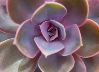 echeveria plant closeup