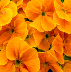 vibrant orange flowers closeup
