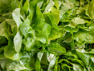 green lettuce closeup