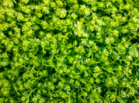 Meadow Spikemoss Closeup