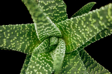 Haworthia plant closeup