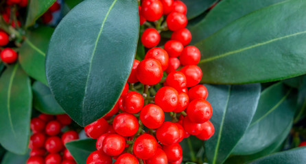 Holly berries and  leaves